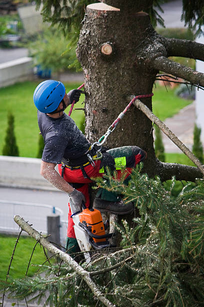 Best Storm Damage Tree Cleanup  in Cutlerville, MI