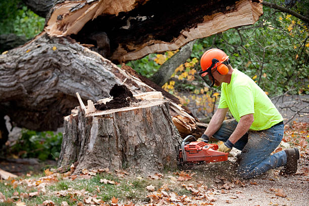 Best Landscape Design and Installation  in Cutlerville, MI