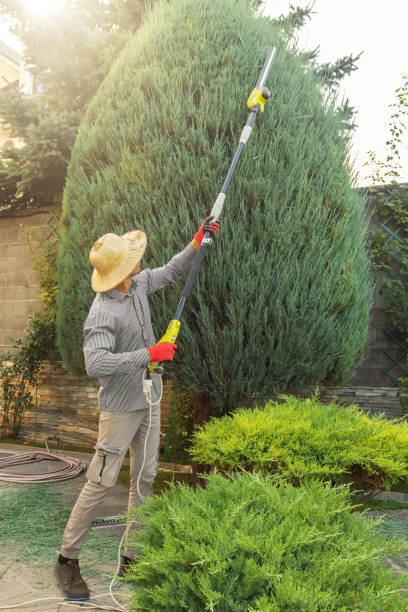 Trusted Cutlerville, MI  Tree Services Experts