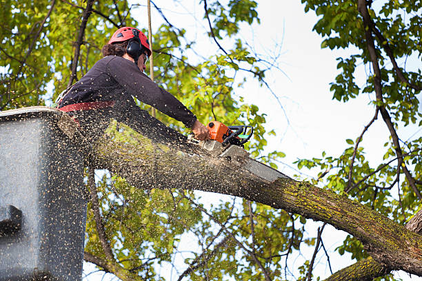 Best Lot and Land Clearing  in Cutlerville, MI