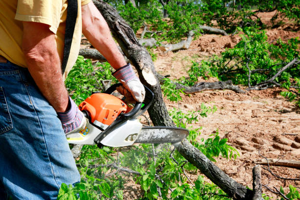 Best Tree Risk Assessment  in Cutlerville, MI